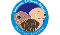  Labrador-Retriever-Rescue-Southern-England