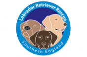 Labrador-Retriever-Rescue-Southern-England