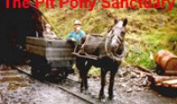  Pit Pony Sanctuary